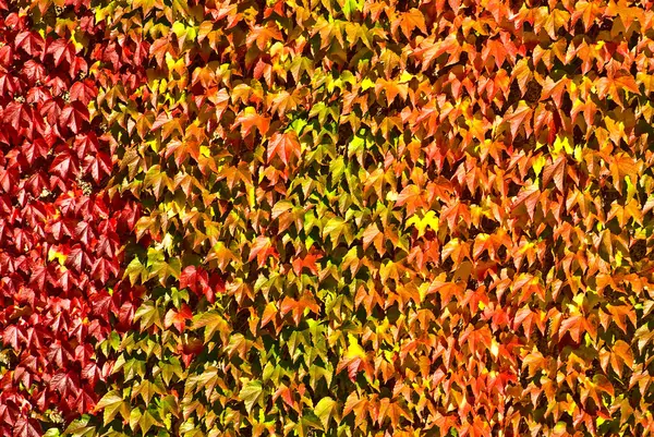 Schöne Bunte Herbstblätter — Stockfoto