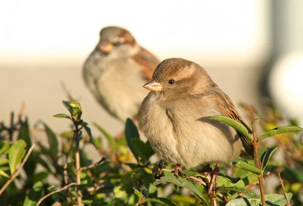 Vue Panoramique Mignon Oiseau Moineau — Photo