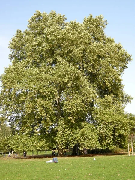 Siesta Tree — стоковое фото