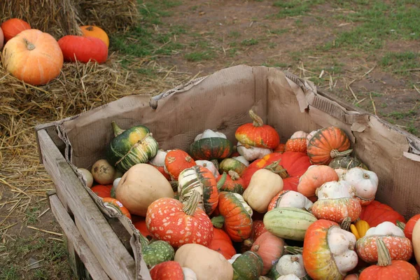 Органічні Гарбузи Овочі Сквошу Рослинні Продукти Харчування — стокове фото