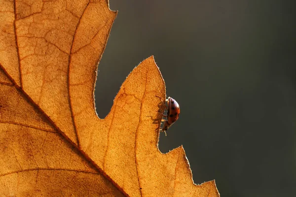 Nyckelpiga Eklöv — Stockfoto