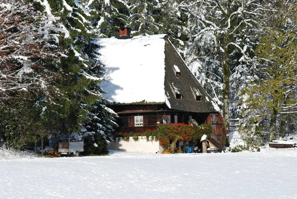 Belle Forêt Nature Sur Fond — Photo