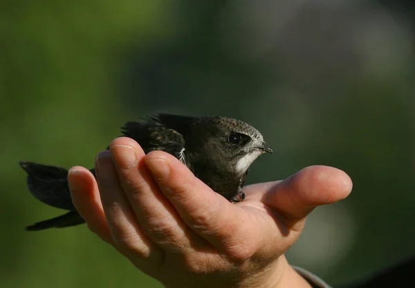 Seconds Start Your Own Life Successful Hand Rearing — Stock Photo, Image