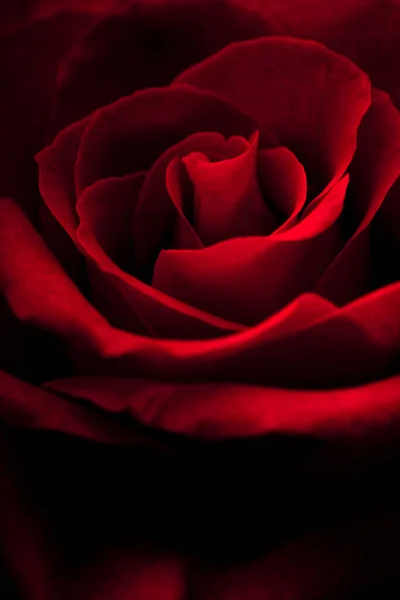 Szépség Piros Rózsa Szirmok Romantikus Növény — Stock Fotó