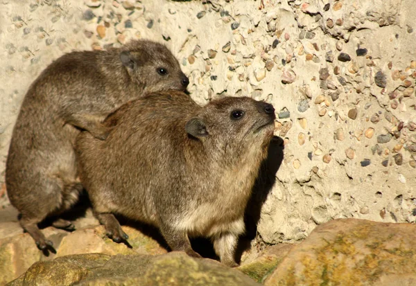 Deux Jeunes Marmottes Oreilles Brunes Dans Herbe — Photo