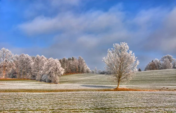 Paisagem Inverno Com Árvore Geada — Fotografia de Stock