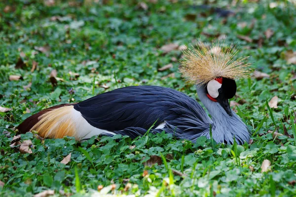 Panoramisch Uitzicht Prachtige Kroonkraanvogel — Stockfoto