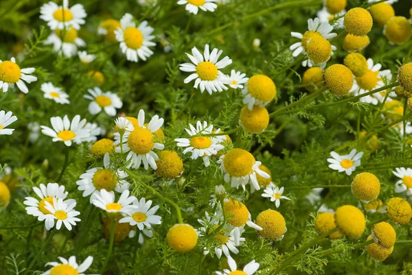 Hvide Daisy Blomster Grønt Græs - Stock-foto