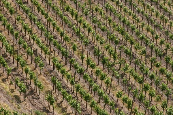 Wijngaard Het Moezeldal Aan Rand Van Trier — Stockfoto