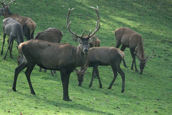 Ciervos Fauna Naturaleza — Foto de Stock