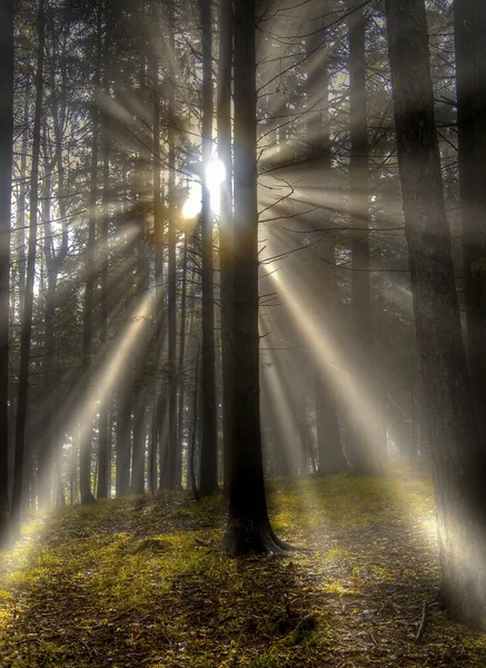 Mysterious Trees Forest — Stock Photo, Image