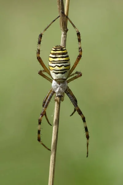 Крупним Планом Вид Оси Павука Комаха — стокове фото