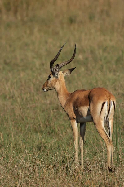 博茨瓦纳奥卡万戈三角洲的Impala Aepyceros Melampus — 图库照片