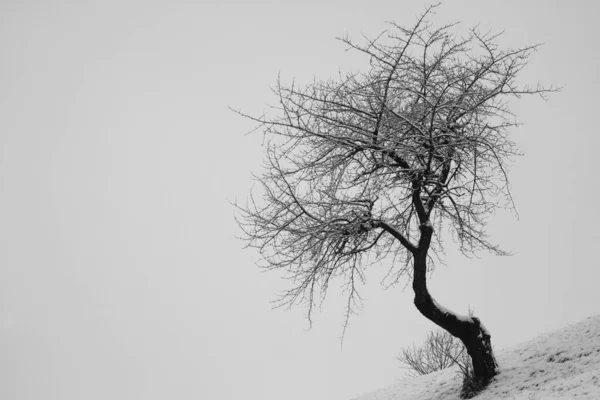 Lonely Tree Snow — Stock Photo, Image