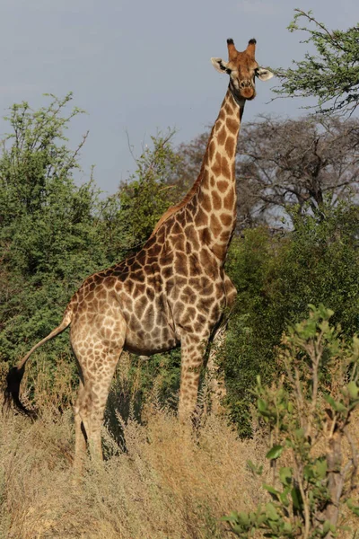 Zsiráf Giraffa Camelopardalis Okavango Deltában Botswanában — Stock Fotó