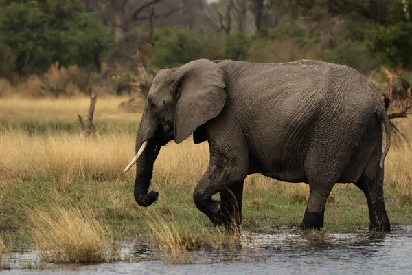 Elefante Loxodonta Africana Delta Del Okavango Botsuana — Foto de Stock