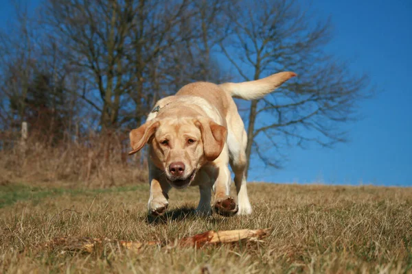 Porträt Eines Süßen Hundes — Stockfoto