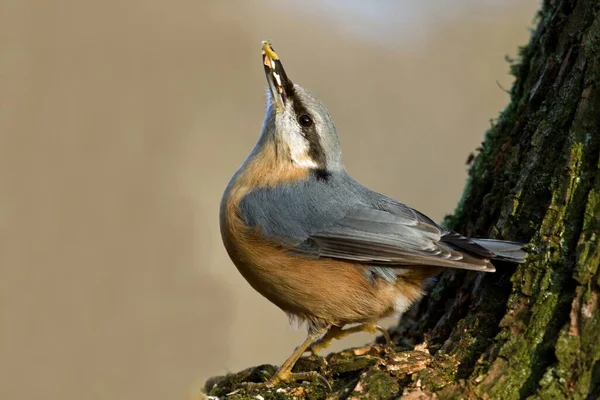 Kleiber Kleiner Passantenvogel — Stockfoto