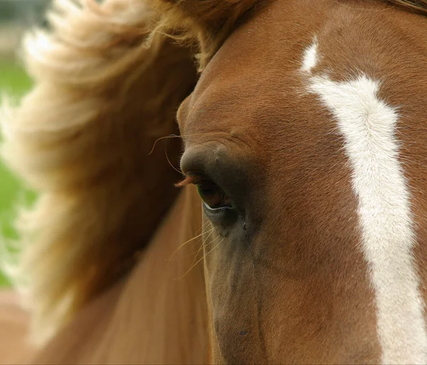 Cavalo Bonito Tiro Livre Durante Dia — Fotografia de Stock