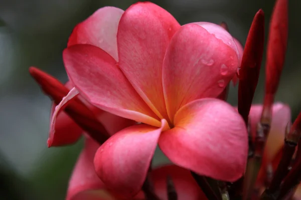 Frangipani Plumeria Лепестки Цветов — стоковое фото