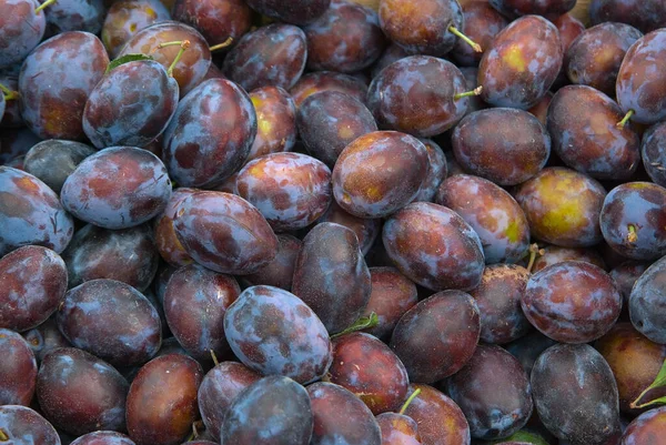 Ciruela Ciruela Prunus Domestica —  Fotos de Stock