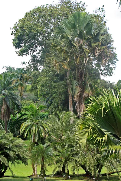 Botanické Zahrady Singapuru — Stock fotografie