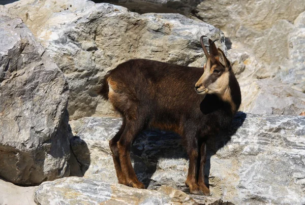 Goat Mountains — Stock Photo, Image