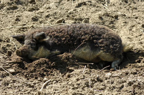 Large Group Young Black White Spotted Pig — Stock Photo, Image