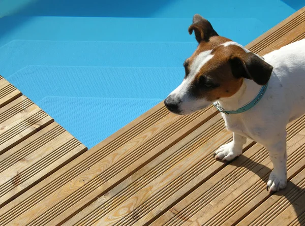 Cane Bordo Piscina — Foto Stock