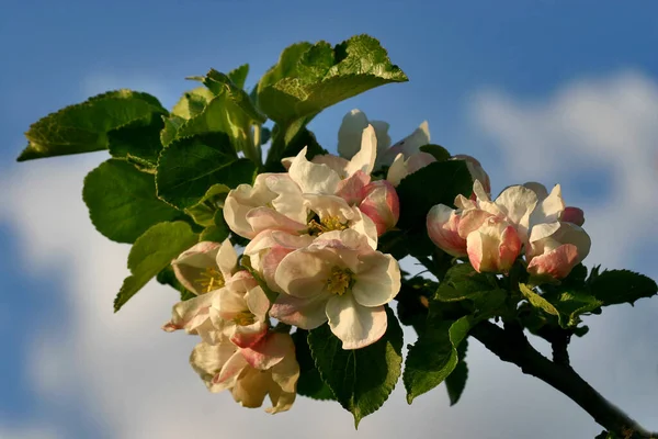 apple blossom tree in spring, flora and flowers