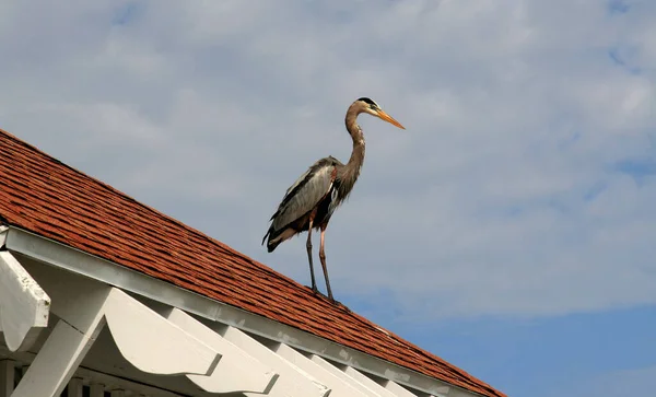 Scenic View Heron Bird Nature — Stock Photo, Image