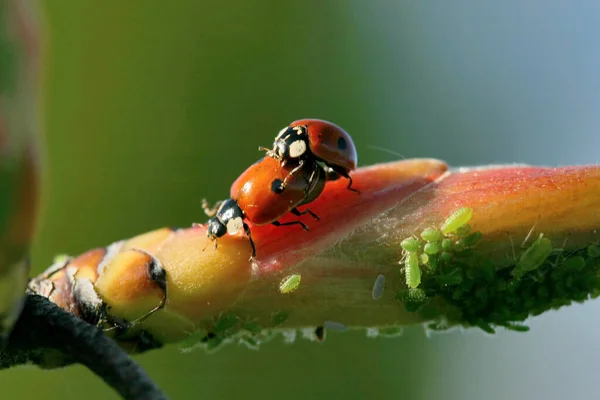 Closeup Bug Wild Nature — Stock Photo, Image