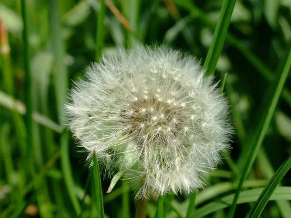 Belle Vue Sur Fleur Naturelle Pissenlit — Photo