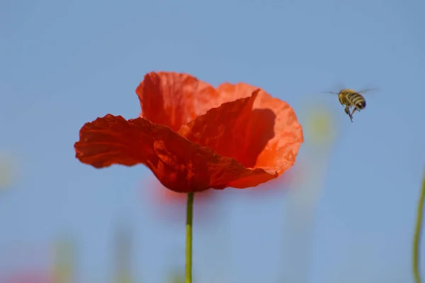 Field Flora Poppy Glower Botany Concept — Stock Photo, Image