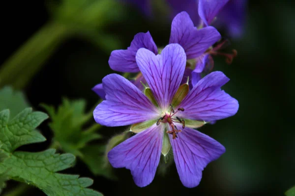 Tembakan Botani Yang Indah Kertas Dinding Alami — Stok Foto