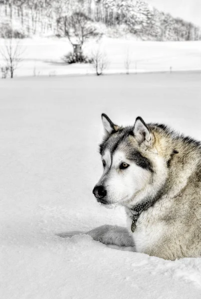 Για Ένα Malamute Της Αλάσκας — Φωτογραφία Αρχείου