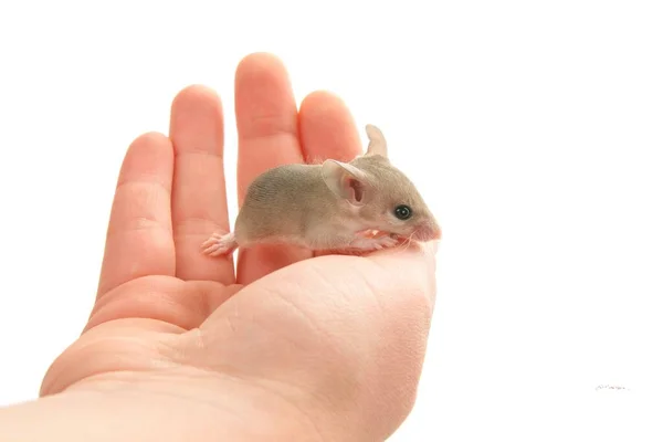 Mysz Gęsia Ręku — Zdjęcie stockowe