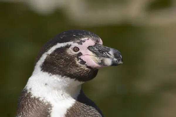 Humboldtská Tučňácká Zvířata Fauna — Stock fotografie