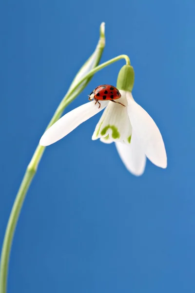 Kar Damlasında Uğur Böceği — Stok fotoğraf