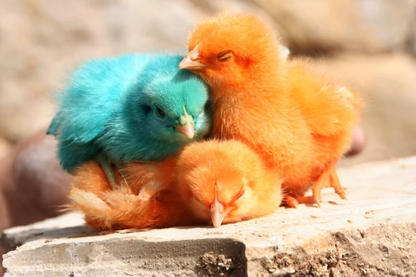 Utsikt Över Vacker Fågel Naturen — Stockfoto