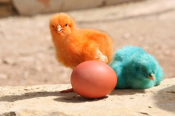 Pulcini Colorati Con Uovo Pasqua — Foto Stock