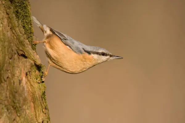 Eurasian Nuthatch Small Passerine Bird — Stock Photo, Image