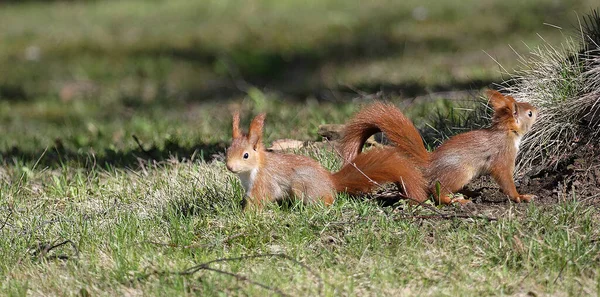 Eichhörnchen Auf Dem Gras Mit Rotfuchs — Stockfoto