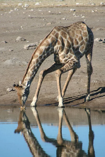 Żyrafa Zwierzę Dzika Przyroda Przyroda Fauna — Zdjęcie stockowe