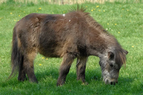 Koňské Zvíře Stádo Hospodářských Zvířat Příroda Fauny — Stock fotografie