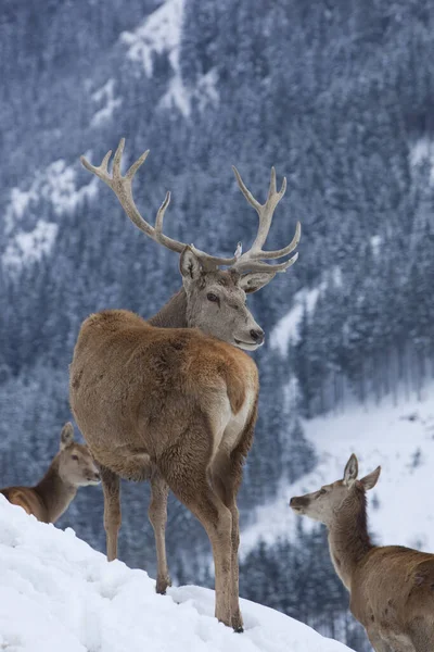 Cerfs Dans Forêt Hiver — Photo