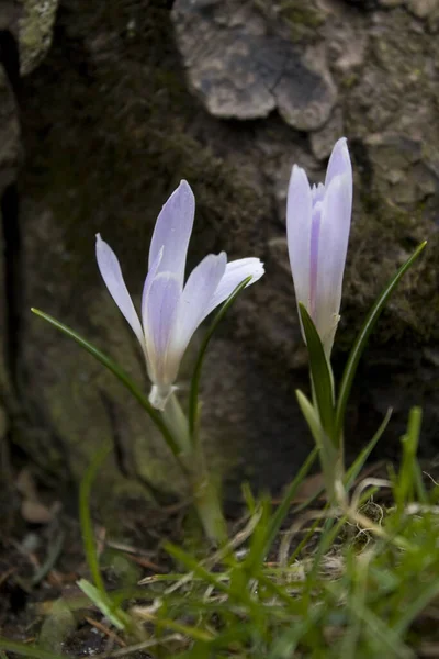 Krokus Kwiaty Krokusa Płatki Wiosennej Flory — Zdjęcie stockowe