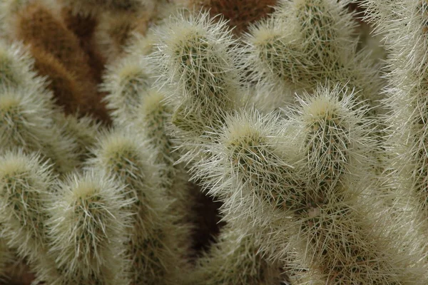 Pianta Cactus Flora Cactus Spinosa — Foto Stock