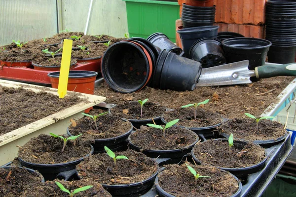 Tomatenpflanze Tomatenpläne — Stockfoto