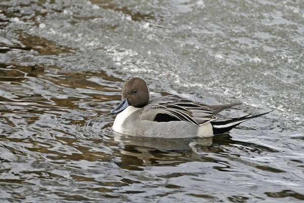 Primer Plano Del Pato Salvaje — Foto de Stock